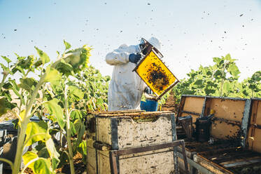 Imker beim Honigsammeln - ADSF03134
