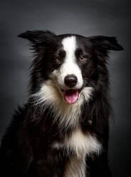 Wunderschöner flauschiger Border Collie starrt in die Kamera, während er auf grauem Hintergrund sitzt - ADSF03574