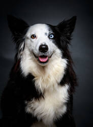 Amazing Border Collie with brown and blue eyes sitting on gray background - ADSF03581