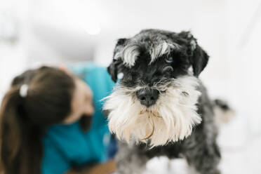 Nahaufnahme eines niedlichen Schnauzers mit einem Hundefriseur im Hintergrund in einer Tierarztpraxis - EGAF00480