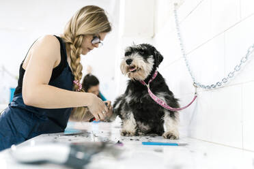 Weibliche Hundefrisörin schneidet Schnauzernägel auf einem Tisch in einem Zoogeschäft - EGAF00482