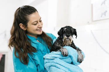 Smiling female groomer carrying wet schnauzer with towel while standing in pet salon - EGAF00485