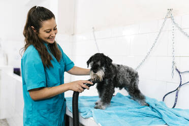 Lächelnde Hundefrisörin, die einen nassen Schnauzer mit einem Fön auf einem Tisch in einem Tierarztpraxissalon trocknet - EGAF00486