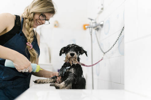 Lächelnde Hundefrisörin beim Baden eines Schnauzers in einem Waschbecken in einer Tierarztpraxis - EGAF00487
