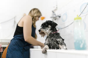 Nahaufnahme eines nassen Schnauzers im Waschbecken mit einer im Hintergrund arbeitenden Frisörin - EGAF00488