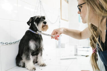 Nahaufnahme eines weiblichen Hundefrisörs, der einem Schnauzer die Haare schneidet, der auf einem Tisch in einem Haustiersalon sitzt - EGAF00496