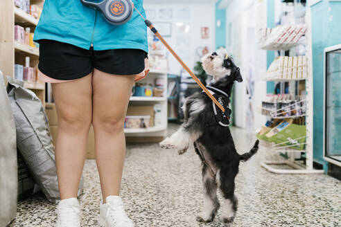 Schnauzer, der von einer Hundefrisörin auf dem Kachelboden in einer Tierhandlung aufgezogen wird - EGAF00498