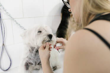 Close-up of female groomer cutting west highland white terrier's hair in pet salon - EGAF00509