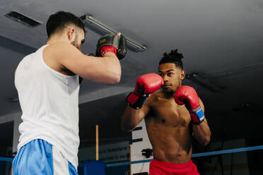 Multiethnic adult fighters training and punching in the boxing ring. - ADSF03846