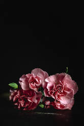 Frischer Strauß von rosa Nelken Blumen mit dunklem Hintergrund - ADSF03951