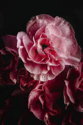 Fresh bouquet of pink carnations flowers with dark background - ADSF03952