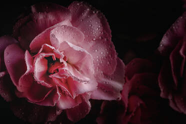 Fresh bouquet of pink carnations flowers with dark background - ADSF03953