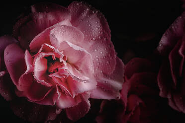 Frischer Strauß von rosa Nelken Blumen mit dunklem Hintergrund - ADSF03953