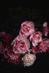Frischer Strauß von rosa Nelken Blumen mit dunklem Hintergrund - ADSF03954