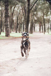 Ein großer brauner Hund spielt fröhlich im Wald mit einem Stock - ADSF04069