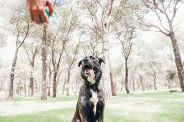 Ein großer brauner Hund und sein Besitzer spielen fröhlich im Wald mit einem Ball - ADSF04073