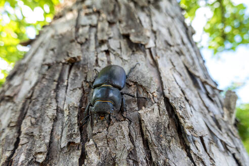 Nahaufnahme eines Hirschkäfers auf einem Baum - NDF01110