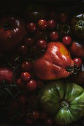 Frische Tomaten, frisch aus dem Garten gepflückt - ADSF04269