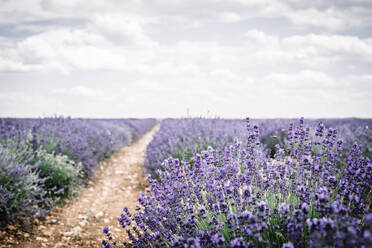 Busch mit violetten Blüten im Feld - ADSF04427