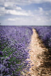 Nahaufnahme von schönen Busch blühenden mit hübschen violetten Blumen auf bewölkten Tag im Feld - ADSF04428