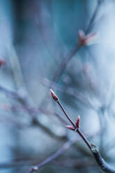 Close-up leafless branch - ADSF04641