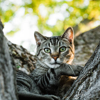 Gestreifte Katze auf Baum liegend - ADSF04674