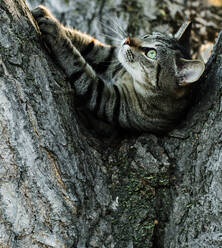 Gestreifte Katze auf Baum liegend - ADSF04675