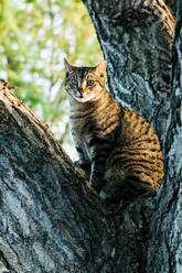 Katze sitzt auf einem Baum und schaut in die Kamera - ADSF04676