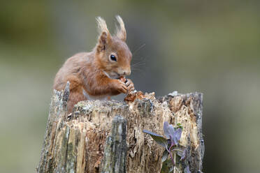 Porträt eines eurasischen roten Eichhörnchens (Sciurus Vulgaris), das an einem Baumstumpf frisst - MJOF01803