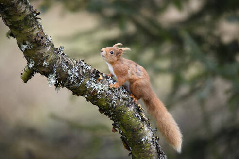 Rotes Eichhörnchen (Sciurus Vulgaris), das auf einen Ast klettert - MJOF01804