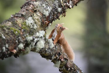Eurasian red squirrel (Sciurus Vulgaris) climbing tree branch - MJOF01805