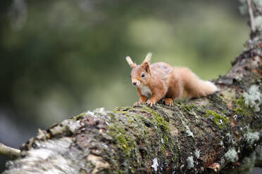 Rotes Eichhörnchen (Sciurus Vulgaris), das auf einen Ast klettert - MJOF01806