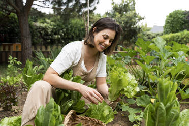 Lächelnde junge Frau pflückt während der Ausgangssperre Salat im Gemüsegarten - AFVF06827