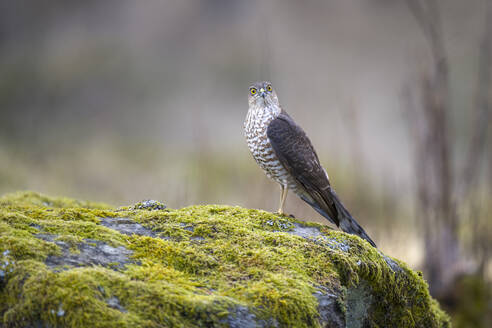 Porträt eines Sperbers (Accipiter nisus) auf einem moosbewachsenen Felsen - MJOF01815