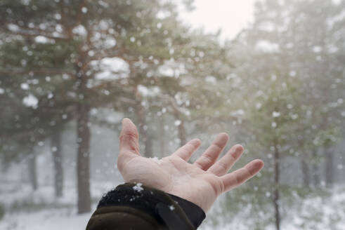 Die kalten Schneeflocken mit der Hand streicheln, während es im Wald schneit. - ADSF05073