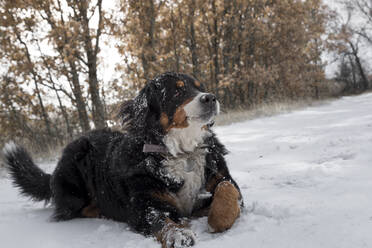 Glücklicher Berner Sennenhund hat Spaß im Schneewald Winter - ADSF05074