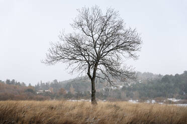 Winter landscape with a lonely tree on a field straw - ADSF05075