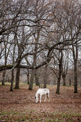 Weißes Pferd inmitten des Waldes beim Grasen an einem bewölkten Herbsttag. - ADSF05076