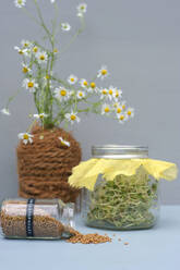Vase mit blühenden Kamille und Gläser mit Samen und Bockshornkleesprossen - GISF00627
