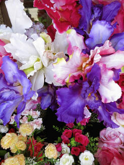 Lebendige Multicolor-Iris und Rosen - FSIF04775