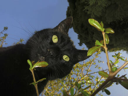 Porträt neugierige schwarze Katze von unten - FSIF04777