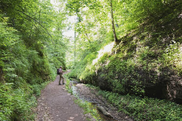 Älterer männlicher Wanderer steht auf dem Weg inmitten von Bäumen im Thüringer Wald, Deutschland - GWF06652