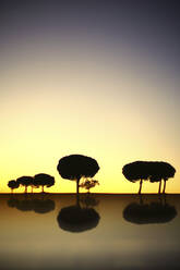 Schöne Aussicht auf Silhouette der Bäume in wilden Tal gegen bunten Sonnenuntergang Himmel, Villafafila - ADSF05827