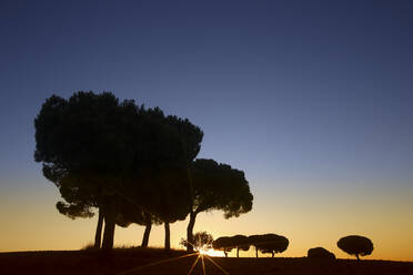 Schöne Aussicht auf Silhouette der Bäume in wilden Tal gegen bunten Sonnenuntergang Himmel, Villafafila - ADSF05837