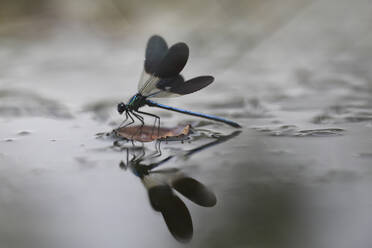 Bildliche Darstellung einer auf einem Zweig hängenden Libelle auf weißem Hintergrund - ADSF05841