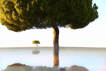 Malerische Landschaft mit alten Bäumen auf leerem Rasen mit Reflexion unten auf dem Hintergrund des blauen Himmels, Spanien - ADSF05843