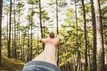 Crop hand holding fir tree cone in sunny evergreen forest - ADSF05868