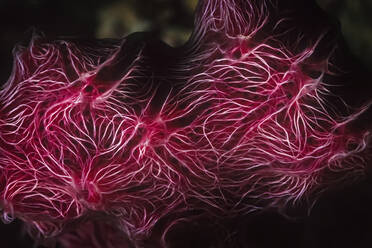 A beautiful white veined red sponge in Madagascar. - CAVF87389