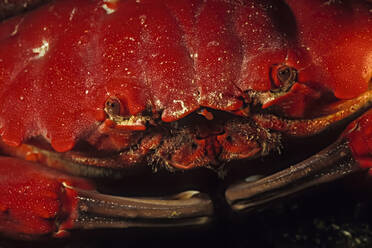 A closeup of a red rock crab face, Madagascar. - CAVF87392