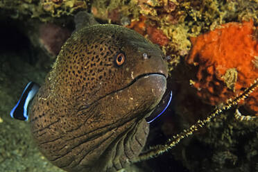 Eine Riesenmuräne wird von einem Lippfisch und einem Zweistreifenschleimfisch geputzt - CAVF87398